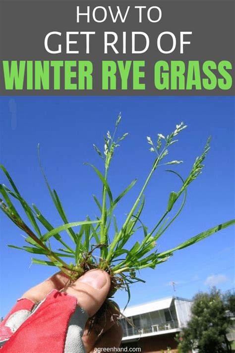 How To Get Rid Of Winter Rye Grass Agreenhand