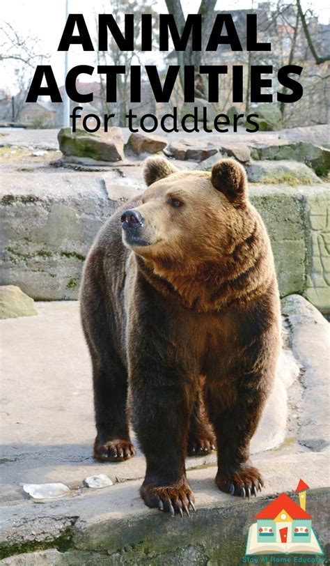 Free Zoo Animals Preschool Lesson Plans - Stay At Home Educator
