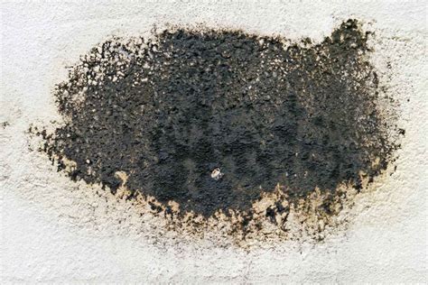 How to clean up attic mold | this old house. Black Mold - It's Risks and How to Identify, Treat & Remove it