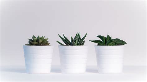 Aesthetic Minimalist Plant Desktop Wallpapers Wallpaper Cave