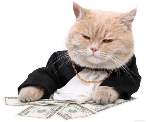 Create Meme Cash Cat Cat Millionaire Cat With Money Pictures