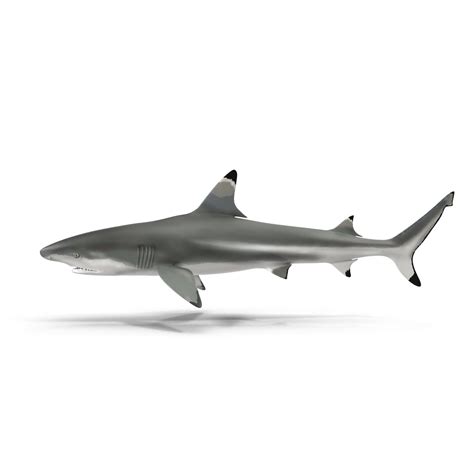 Blacktip Shark 3d Model