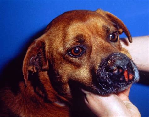 Blood Blister On Dog S Mouth Cloudshareinfo