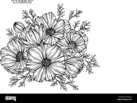 Cosmos Flower Vector Stock Vector Images Alamy