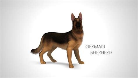 Improved German Shepherd By Morganabanana Sims 3 Downloads Cc