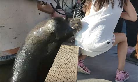 Viral Video Shows Sea Lion Yanking Girl Into Water Insidehook
