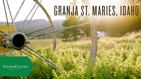 Sleep next to a diffuser with oregano, thieves, and rosemary essential oils. Granja St. Maries, Idaho | Young Living - YouTube