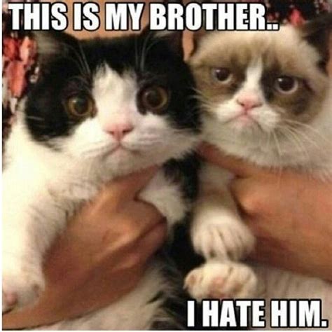 Pin By Tone Horth On Funny Funny Grumpy Cat Memes Funny Cat Memes