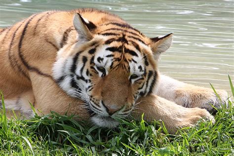 Tigre marrón gato hierba cara agua tigre estancia el tigre de
