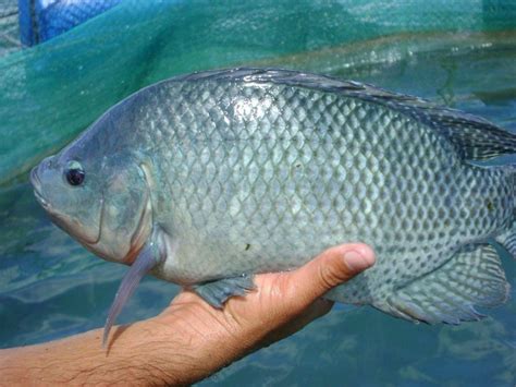 Tilapia Fish Characteristics Types Breeding And More