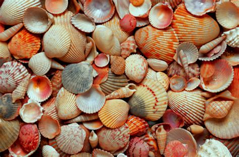 Report From The Florida Zone Beachcombing