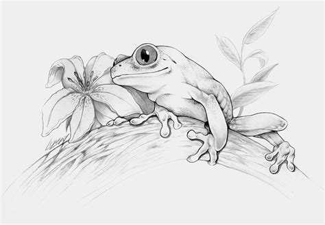 Frog Tattoos Tree Frog Tattoos Frog Sketch