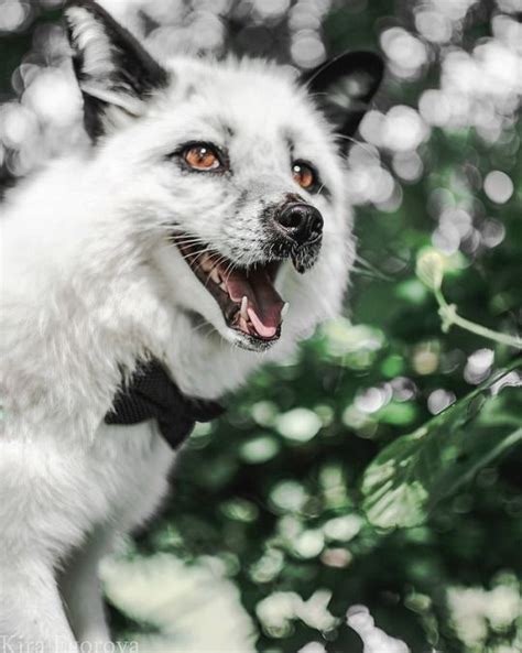 Ahhh Hes So Precious 😍😍💕 Pet Fox Albino Animals Animals
