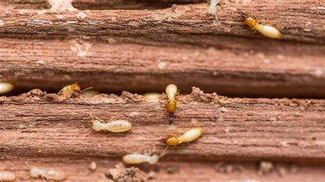 Termite Control Omaha Ne Quality Pest Control