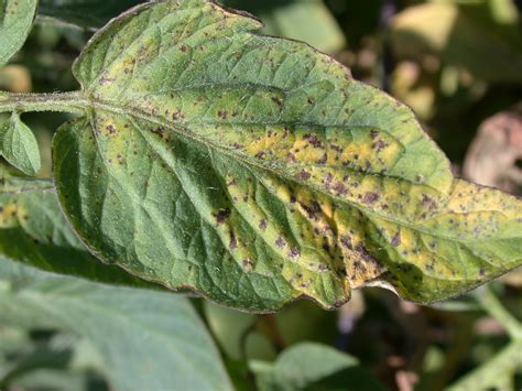 Common Diseases Of Tomatoes Part Ii Diseases Caused By Bacteria