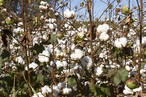 Cotton Plants With Balls Stock Photo Image Of Plant 81351206
