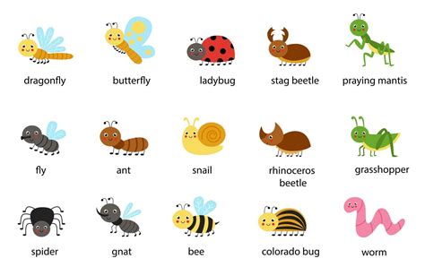 Set Of Cute Cartoon Insects With Names Vector Illustrations 2564939