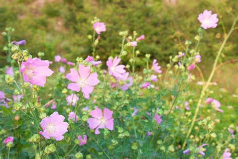 Wild Mallow Stock Photo Image Of Mallow Colored Outdoors 29529250