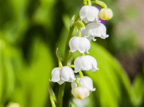 14 Of The Best Smelling Flowers On The Planet