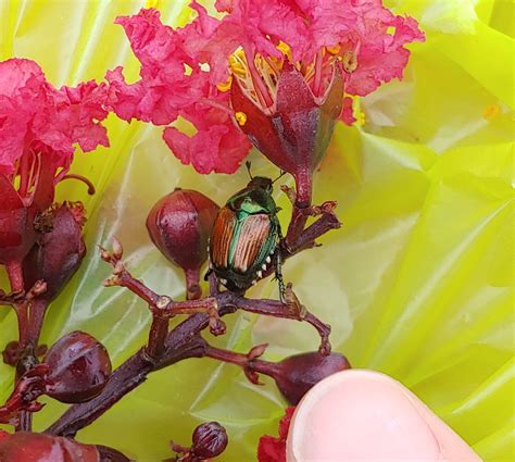 How To Get Rid Of Japanese Beetles Green Side Up Garden And Ts