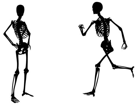 Svg Skeleton Human Bone Free Svg Image And Icon Svg Silh