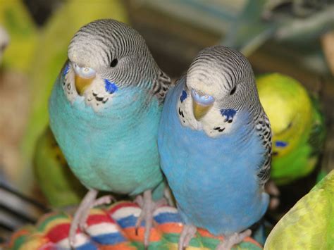 Budgies Free Photo Download Freeimages