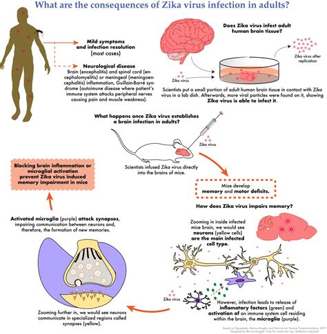When infected, the host cell is forced to rapidly produce thousands of identical copies of the original virus. Zika virus infects the adult human brain and causes memory ...