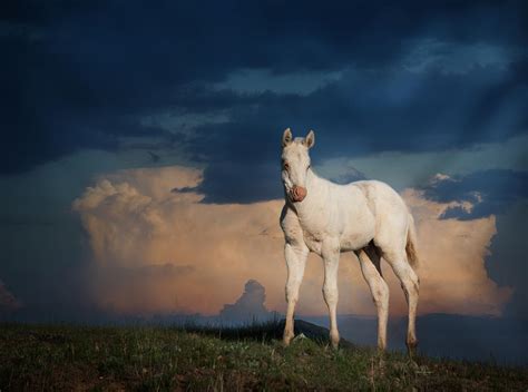 White Cloud Photograph By Becky Hermanson Fine Art America