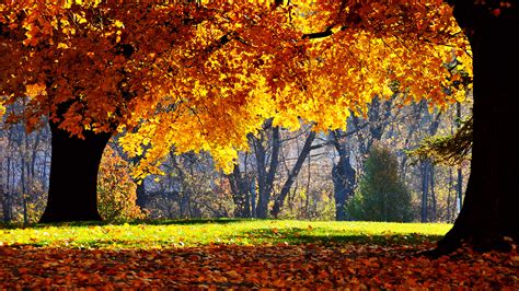 Autumn Nature Wallpapers Hd Pictures One Hd Wallpaper