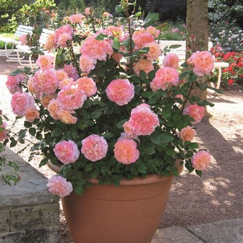 Rose Augusta Luise Buy Online Rosen Tantau Container Roses Hybrid Tea Roses Smelling Flowers