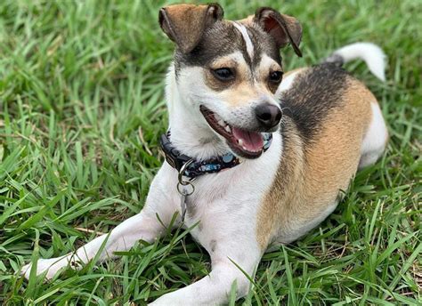 Chihuahua Jack Russell Terrier Mix