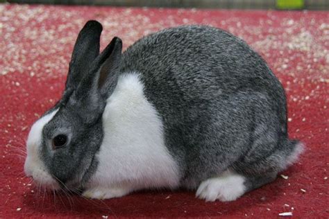 chinchilla dutch dutch rabbit cute animals cute bunny