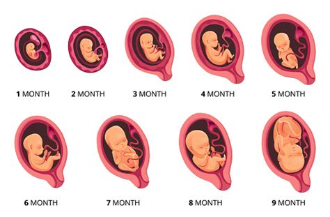 Embryo Maand Fase Groei Foetale Ontwikkeling Vector Platte Infographic