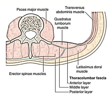 Thoracolumbar Fascia Anatomy