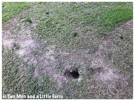 Two Men And A Little Farm Mystery Holes In Yard