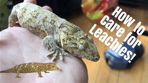 Leachianus Gecko Care Leachie New Caledonian Giant Gecko Youtube