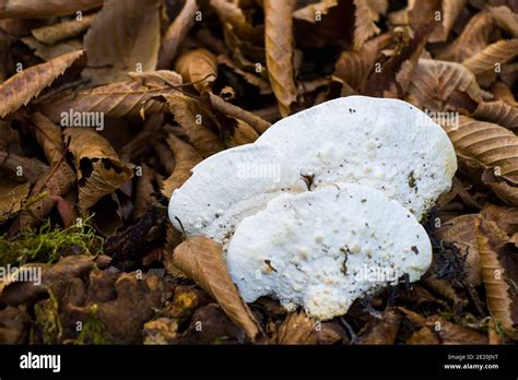 Big White Mushroom On The Tree Edible Fungus Stock Photo Alamy