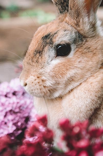 ウサギ ライラック 野ウサギ Pixabayの無料写真