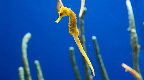 Different Types Of Seahorse Species The 8 Most Extreme Citrus Reef