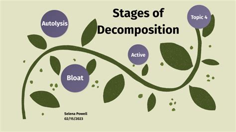 Stages Of Decomposition By Selena Powell On Prezi