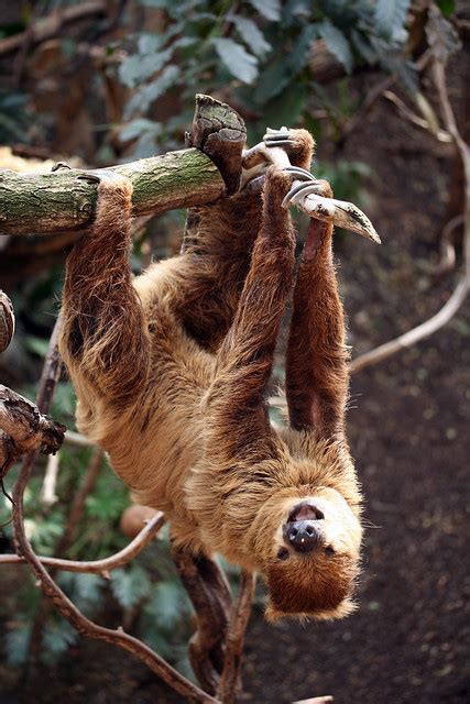 Yawning Sloth Flickr Photo Sharing