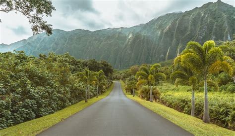 List Of The Most Popular Wildlife In Oahu Go Tours Hawaii