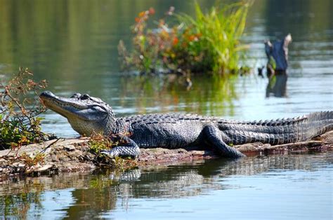 Where Do Alligators Live Joy Of Animals
