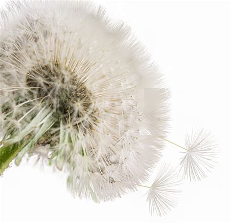 Close Up Of Grown Dandelion And Dandelion Seeds Isolated On White