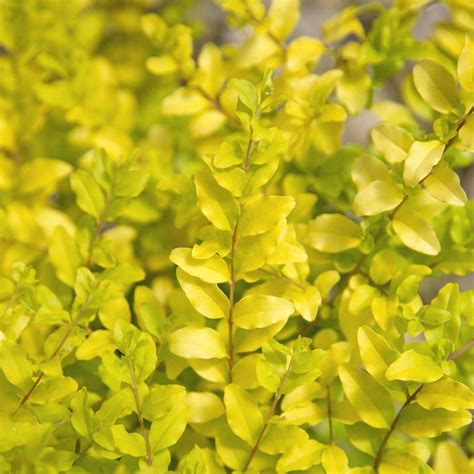 Sunshine Ligustrum 25 Quart Evergreen Shrub Bright Yellow Foliage