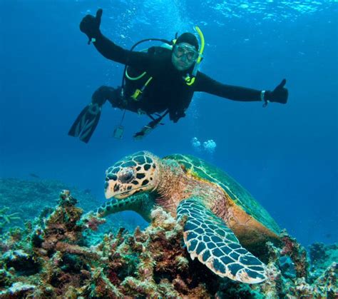 Diving With The Turtles Again Soon Scuba Diving Australia