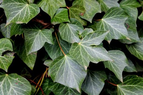 Ivy Free Stock Photo Public Domain Pictures