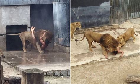 ‘suicide By Lion Man Strips Naked And Jumps Into A Chilean Zoos