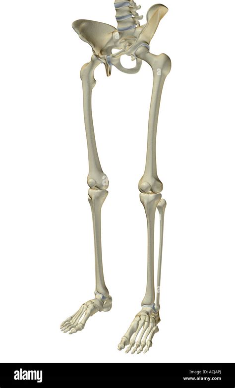 The Bones Of The Lower Body Stock Photo Alamy
