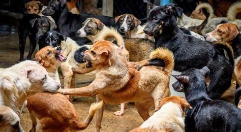 كلاب ضالة تفترس جملا جنوبي العاصمة عمان جراءة نيوز